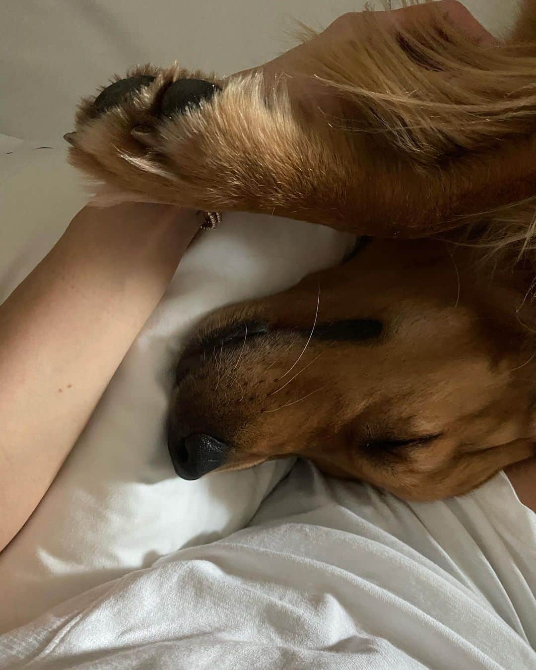 デビー・ライアンのインスタグラム：「scroll for teef」