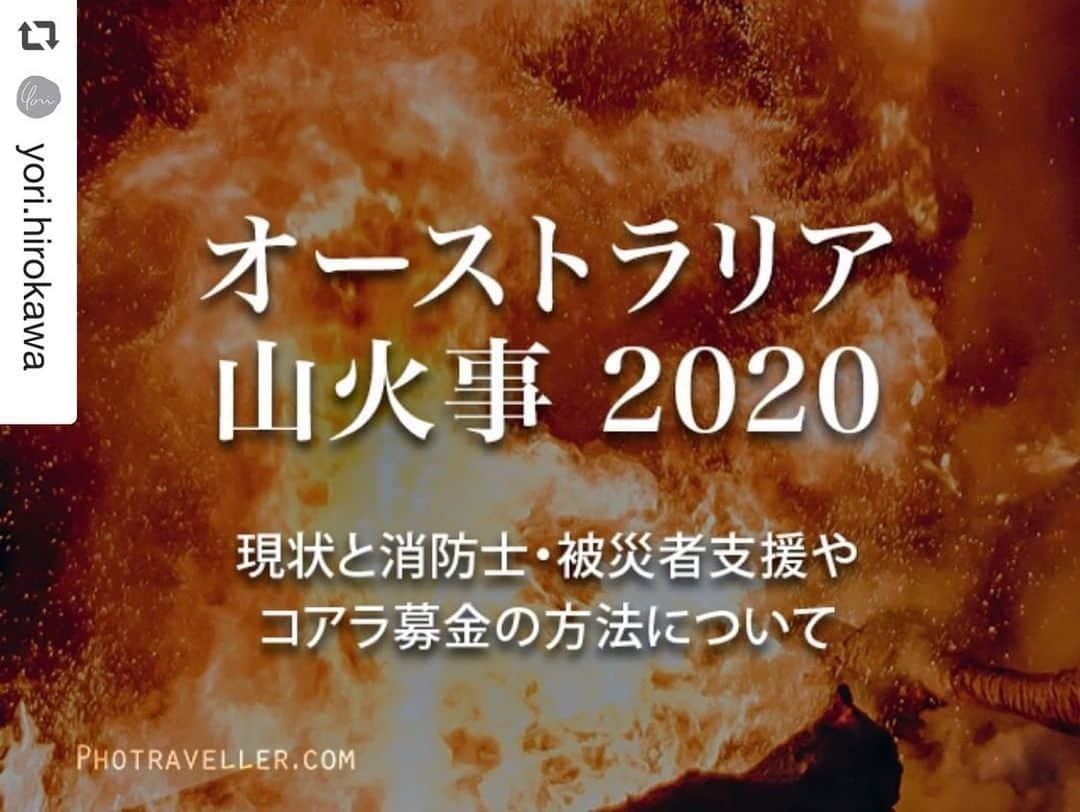 早坂香須子さんのインスタグラム写真 - (早坂香須子Instagram)「とてもわかりやすく現状と支援方法を伝えてくださっています。  何が出来るのかわからず焦燥感だけ募って検索して、フォトトラベラーyoriさんの記事にたどり着き、参考にさせて頂きました。  もちろん、日々の温暖化対策は大事だけど、今まさに被害に遭われている方々や動物たちに出来ることがあれば…  同じ想いの方も多いと思い、シェアします。記事をぜひ読んでみて下さい。  https://photraveller.com/australia-bushfire-2020-2433#i-12  #repost @yori.hirokawa via @PhotoAroundApp  非常事態宣言が出され、観測史上最悪となったオーストラリア山火事は、未だ猛威を振るっています。 シドニーのあるNSW州の現状と、ボランティア消防士・被災者への支援方法、コアラや野生動物の募金の手順などを詳しくまとめました。  過去に日本は、地震や津波被害で世界中から多くの支援を受けました。 その時に温まった心を、今度はオーストラリアにも向けて頂くことはできないでしょうか？ どうか、どうか、ご一読ください。  サイト：photraveller.com  記事タイトル 【オーストラリア山火事2020】助けて！現状と消防士・被災者支援やコアラ募金の方法について . . I wrote about miserable situation of bushfire in Australia. And also how to donate each reliable organisation from Japan. . . . . #オーストラリア #オーストラリア山火事 #森林火災 #オーストラリア支援 #コアラ募金 #ブッシュファイヤー #助けてください #オーストラリア好きな人と繋がりたい  #nsw  #nswfires #nswbushfires #australia」1月8日 13時15分 - kazukovalentine