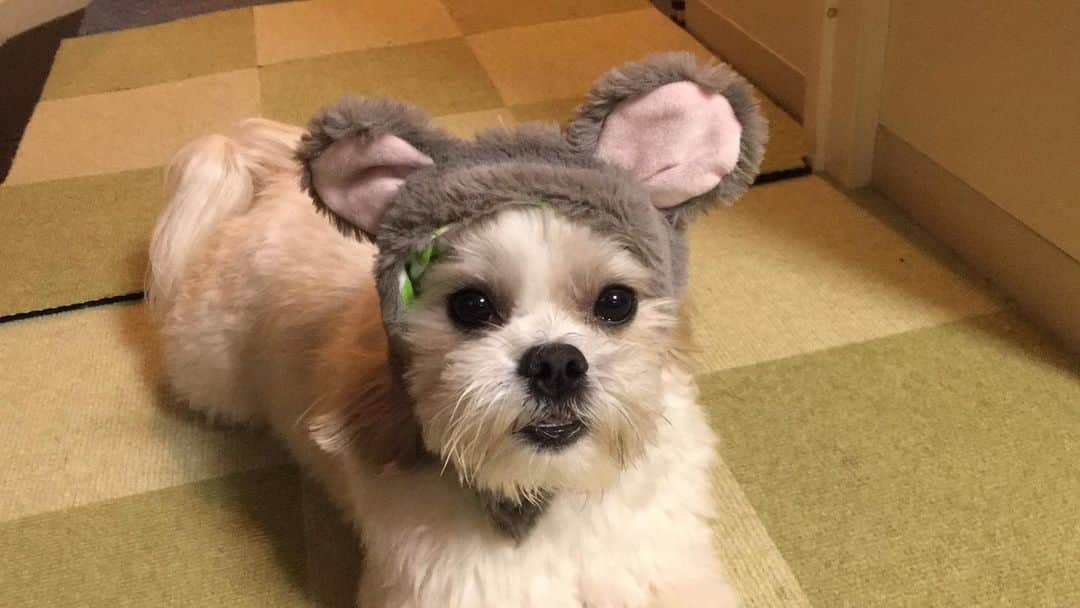 のインスタグラム：「なんてかわいいの😍❤️❤️❤️❤️❤️」