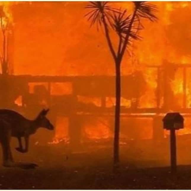 芝本裕子さんのインスタグラム写真 - (芝本裕子Instagram)「オーストラリアの火事のニュース。 みんなの拡散もあってなのか、徐々に日本でもオンラインニュースなどで見かけるようになってきました。 でも、惨状はまだまだ改善されてないし、今この瞬間にも出来ることをしていかなきゃいけない。 昨年末の火災が広がる中モリソン豪首相はハワイで休暇をとっていたそうです。また、 @cocooutlaw さんのインスタ情報によれば、なんと高速道路建設のための火災なんだとか。恐ろしすぎます。 私の大好きな韓国ドラマでも、政府や大企業の陰謀はよくあることですが、ドラマならこんな火災になる前に必ず正義を貫く人が出てきて寸前で計画がダメになる。 でも現実はそんなお助け人が現れることもなくひどい惨状に。オーストラリアの件もだし、少し前ならアマゾンの火災もありましたよね。一つ一つ忘れることなく支援も続けていくことが大切だと思います。 私も出来ることから少しでも出来ればと思います。  #playforaustralia #shiba_u」1月8日 13時28分 - yukoshibamoto
