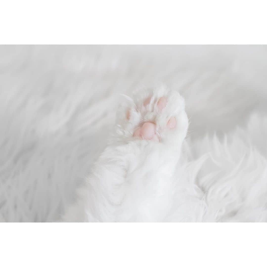 annie&pADdinGtoNさんのインスタグラム写真 - (annie&pADdinGtoNInstagram)「Hello! ☁️ #Dilbert #kittycloud #persiancat #pink #paws #fluffycat #cat #cats #catsofinstagram #crazycatlady #love #ilovemycats #instagood #weeklyfluff #iloveyoutothemoonandback」1月8日 13時42分 - anniepaddington