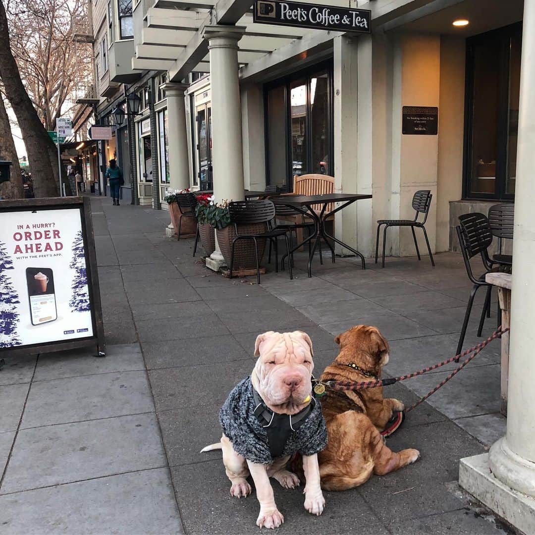 川辺ヒロシのインスタグラム：「ごったましい犬など」
