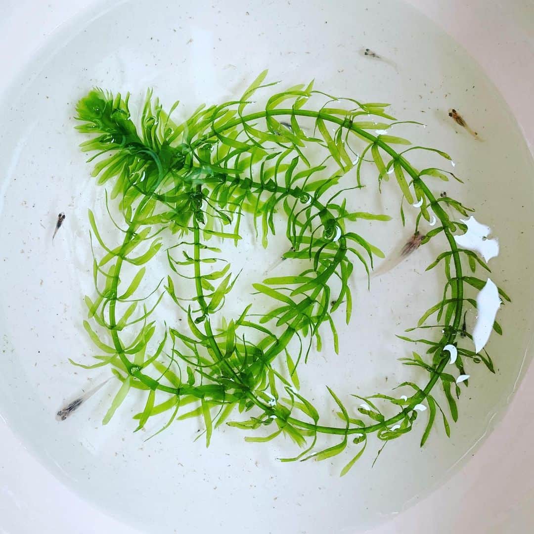 生越千晴のインスタグラム：「. 我が家にメダカちん🐟がきた！」