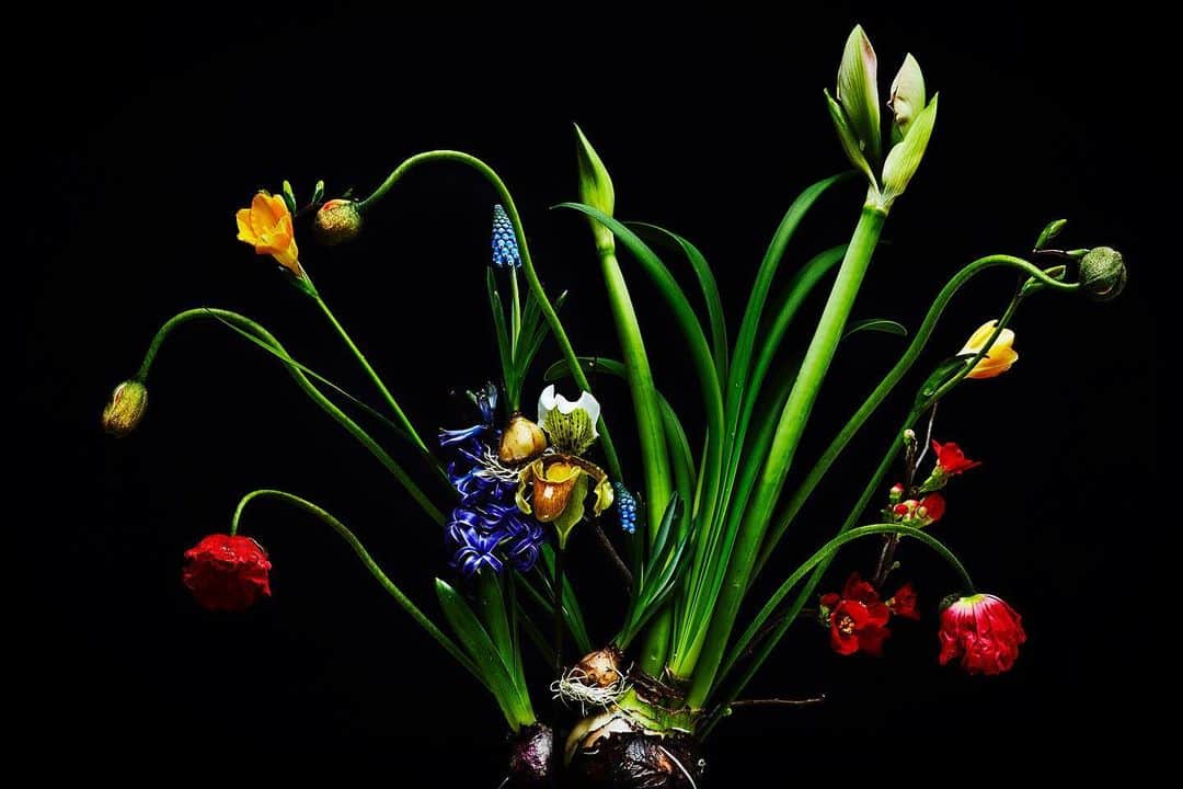 東信さんのインスタグラム写真 - (東信Instagram)「Flowers #amkk #amkkproject #makotoazuma #azumamakoto #東信花樹研究所 #東信 #jardinsdesfleurs #shiinokishunsuke #flowerart #flower #flowers」1月8日 5時55分 - azumamakoto