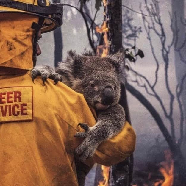 リタ・オラさんのインスタグラム写真 - (リタ・オラInstagram)「The wildfires in Australia are so devastating it’s impossible for us to ignore!! We have to help now. Head to my stories and swipe up to donate to the Australian Red Cross, St Vincent de Paul Society, World Wildlife Fund, Greenpeace Australia and a Go Fund Me for those affected, all of these people are doing amazing work ❤️ please donate where you can x」1月8日 6時08分 - ritaora