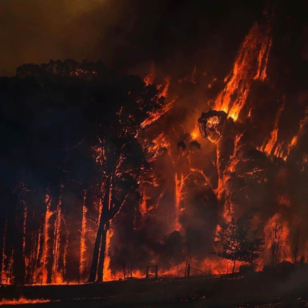 リタ・オラさんのインスタグラム写真 - (リタ・オラInstagram)「The wildfires in Australia are so devastating it’s impossible for us to ignore!! We have to help now. Head to my stories and swipe up to donate to the Australian Red Cross, St Vincent de Paul Society, World Wildlife Fund, Greenpeace Australia and a Go Fund Me for those affected, all of these people are doing amazing work ❤️ please donate where you can x」1月8日 6時08分 - ritaora