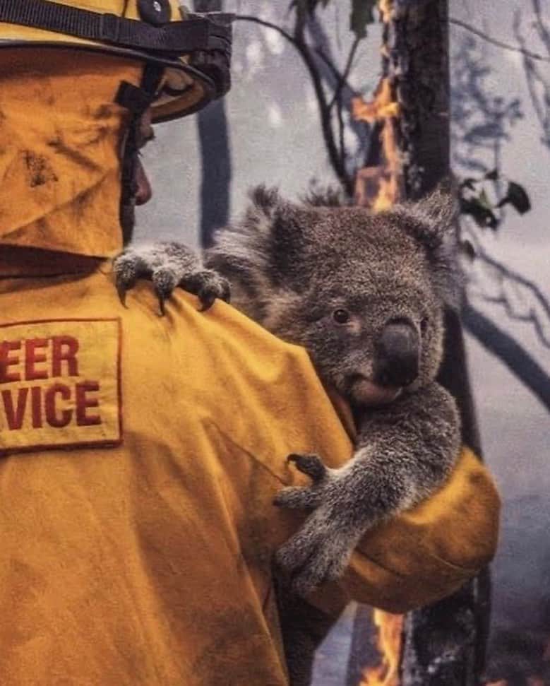 Alfredo Floresさんのインスタグラム写真 - (Alfredo FloresInstagram)「woke up feeling super helpless learning the wildlife death toll is reaching close to the 1 billion mark. So many homes lost, people evacuated. All the photos, videos, completely devastating. Link in bio is where you can donate to the firefighters on ground battling extremely hard. Swipe up link in story as well 🙏🏽💔 photo taken in Australia back in 2017 visiting sanctuaries. sweet babies. the photos of them burning are completely horrific and didn’t want to showcase. donate if you can, even $1.  https://www.rfs.nsw.gov.au/volunteer/support-your-local-brigade #prayforaustralia」1月8日 6時31分 - alfredoflores