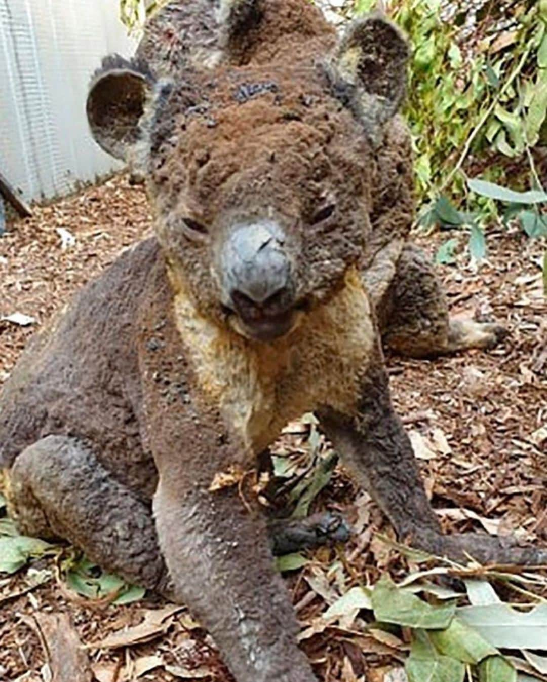 オリビア・カルポさんのインスタグラム写真 - (オリビア・カルポInstagram)「Last year I was lucky enough to visit kangaroo island in South Australia. It was one of the most unique experiences I had ever had and I will never forget the natural beauty of this area. Kangaroos roamed freely everywhere and you could walk up to countless trees and see dozens of koalas resting. It’s so devastating to see what the bushfires have done to the human and animal lives across this beautiful country. The above picture is from @kiwildlifepark in SA that is now working to treat and shelter the suffering wildlife on kangaroo island. If we all help, even a little bit, a HUGE impact can be made. Anything helps! Please donate at @kiwildlifepark or @redcrossau @wireswildliferescue @salvosau @nswrfs @cfavic」1月8日 6時49分 - oliviaculpo