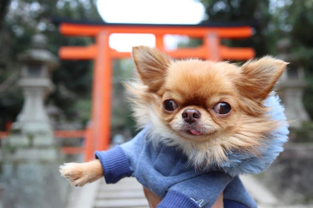 kayoのインスタグラム：「* * 今年2回目のおみくじは中吉だったよ😁🎯 * * kulio💗⛩ * * #chihuahua#chihuahualove#dogstgram#dog#instadog#チワワ#チワワ大好き * *」
