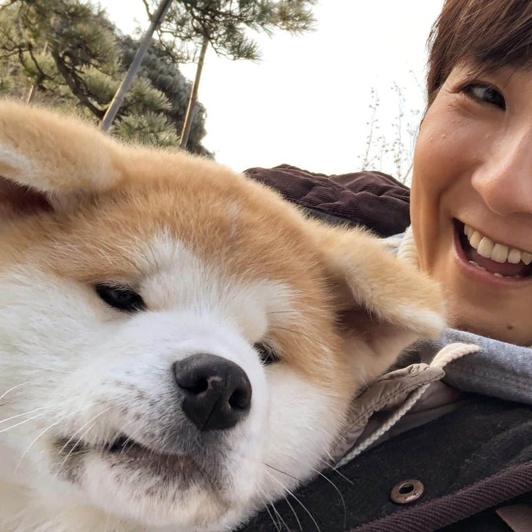 藤田朋子さんのインスタグラム写真 - (藤田朋子Instagram)「ほら！ 秋田犬だよ🐕 可愛い😍 かわいすぎます🤩  #秋田犬 #あきたいぬ #akitadog  #masaru #palma http://akitainu.sakura.ne.jp/」1月8日 9時24分 - chiendormant