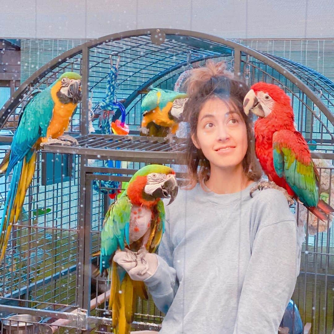 森泉さんのインスタグラム写真 - (森泉Instagram)「Crazy bird lady😆🎶 コンゴウインコの集い💙💛❤️💚 #macow #コンゴウインコ」1月8日 9時47分 - izumi.mori