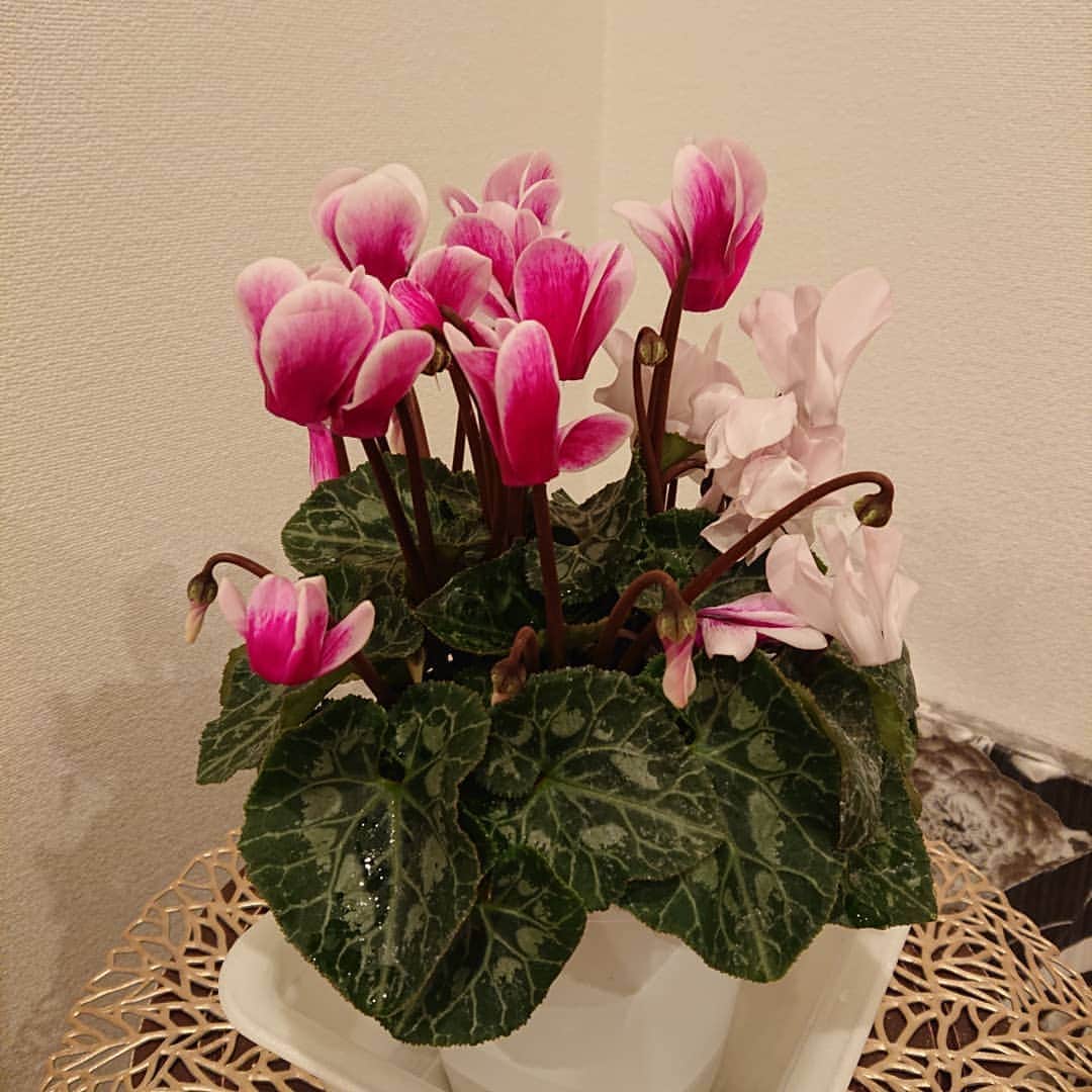 武藤乃子さんのインスタグラム写真 - (武藤乃子Instagram)「💠 新年早々、元日に出会ったお花たち😍 初めての盆栽をお出迎え。  シクラメンの鉢の受け皿がなくて、使ったあとの何かのパックなのが残念すぎる。 ↑性格出るわ…第2段。笑  #チランジア #ボケ #シクラメン #シクラメンフェアリーピコ #盆栽 #ミニ盆栽」1月8日 9時52分 - muto_noriko.11