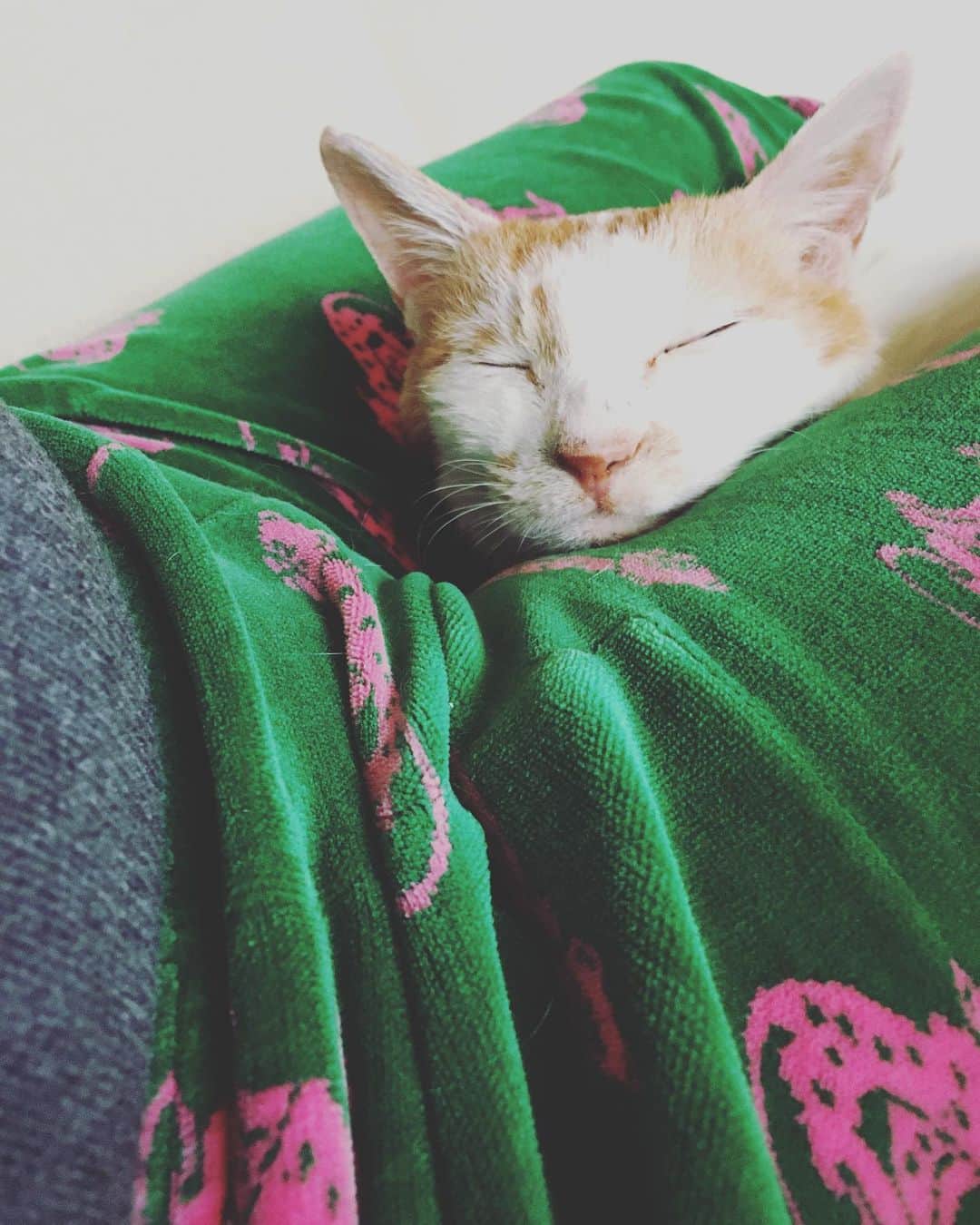 のインスタグラム：「おはようございまーす。  ママにチックンされたけど、今日は痛くなかった。  ワタシ、ママの脚のあいだに埋まるのが好き。拾われたばっかりの頃も、毎晩ママの脚のあいだに埋まってたからかな。  なんだか安心するの。  お注射のときも、こうして埋まって打ってもらうんだ。  #猫沢イオ　#イオの糖尿病日記  メモ: 一昨日の3回目の注射は、やはりちょっと液漏れしていた模様。注射後、打った箇所に顔をくっつけてインスリンの匂いがしたら要注意。1回失敗したら、その日はやめて翌日打つんだけど、漏れたか漏れてないかの判断ができず、1日空けたら、昨日の午後あたりから暴飲暴食が始まって、今朝はユピのごはんも完食してしまっていた。こうゆうときのイオはだるそう。注射、もっと素早く確実に打てるようにしたい。治療が始まってから、止まっていた体重の増加がまた始まった感じ。抱くとすこし重くなった気がする。」