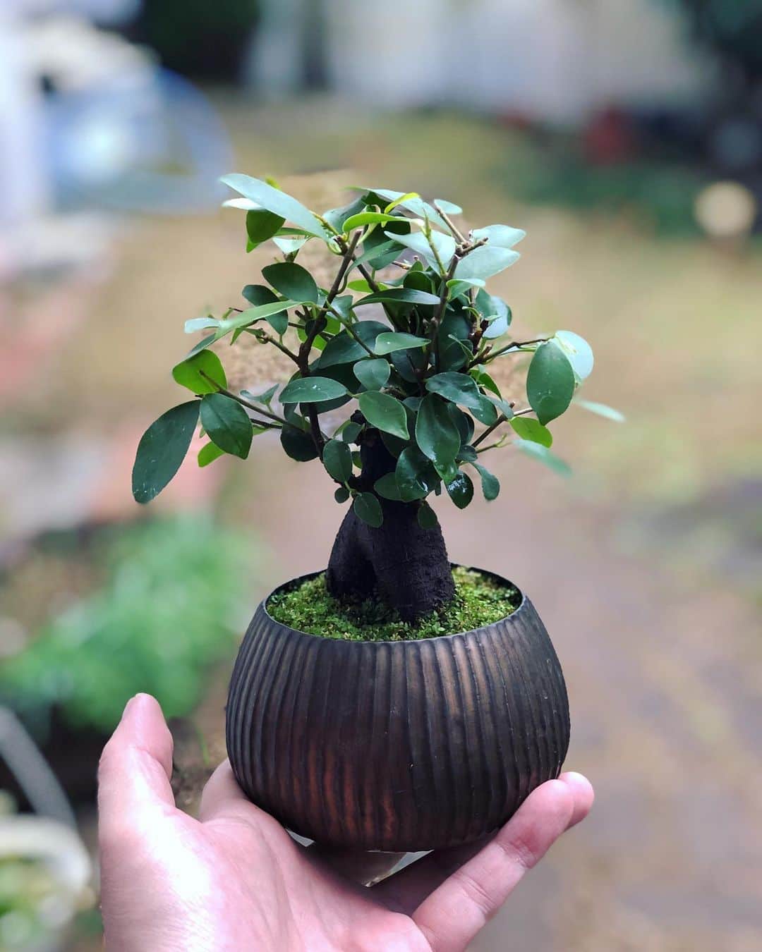 金成公信のインスタグラム：「ガジュマル。常緑樹。冬でも青々。  #盆栽 #bonsai #bonsaijapan #japanesebonsai #wabisabi #bonsailovers #bonsailife #bonsaitree #bonsaiart #bonsaigram #bonsaiworld #plants #tree #greenlife #greenlifestyle #苔 #moss」