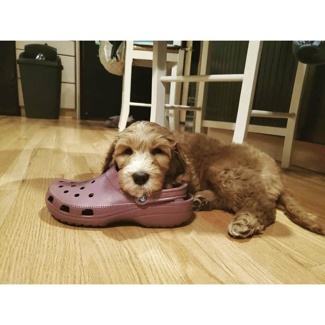 クロックス（crocs）さんのインスタグラム写真 - (クロックス（crocs）Instagram)「「リラックスタイムだワン～🐶」 ⁣ワンちゃんも思わずリラックスしちゃう魅力的なCrocs🥰✨ ⁣#Crocs #クロックス #クラシック #犬のいる生活 #リラックスタイム」1月8日 11時00分 - crocsjp