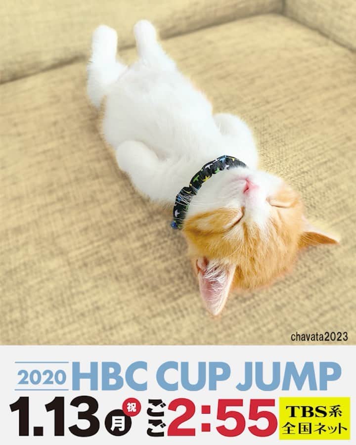 HBC北海道放送「HBCスポーツ」のインスタグラム：「. . ⛄️HBCカップジャンプ⛄️ . @chavata2023 も応援してるニャン😸 . . 1月13日(月祝)午後2時55分！ TBS系列で全国放送です📺 . 札幌大倉山ジャンプ競技場で開催⛷！ . . 是非ご覧ください👀 . . . #HBCカップジャンプ #HBC #スキージャンプ #札幌 #大倉山 #茶太 #お昼寝アート  #にゃんすたぐらむ #猫のいる生活」