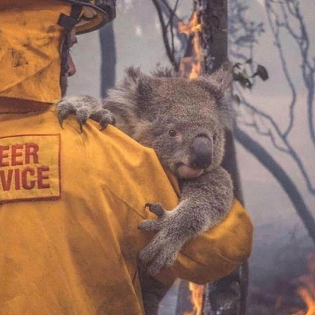 ベラ・ハディッドさんのインスタグラム写真 - (ベラ・ハディッドInstagram)「1 billion living creatures dead or injured. Some being incinerated by flames and some choking on smoke to death... their habitats are being demolished and at this rate, koalas will go extinct. @lachlanbailey started a fundraiser with the amazing people at @wireswildliferescue who have been taking in, taking care and giving shelter to any animals in need especially during these horrific months of non stop fire. WIRES is a non- profit , and I’m sure financial aid would be beneficial right now so they can continue to care for these animals. The animals are most likely coming in at an insanely rapid pace right now. I am so sorry Australia 😔 I am sending so much love to you and I am praying this will be over soon... I will be looking for more places to donate , and if you look further down my page, I posted a link where you can donate TREES to the Australian forests. Anything helps... even if you can’t donate today, you can help spread the word and educate your friends! These babies need us 🙏🏽✨♥️」1月8日 12時34分 - bellahadid