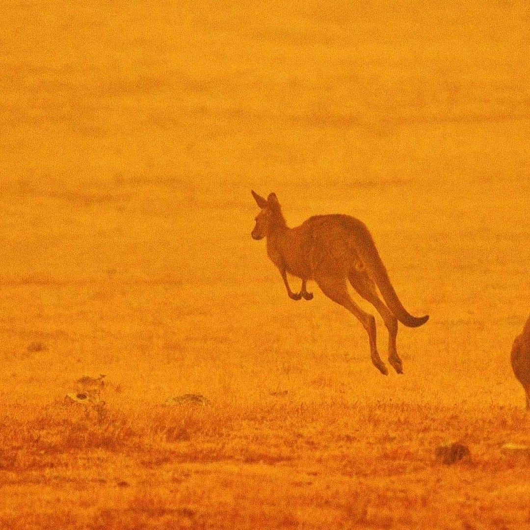 ベラ・ハディッドさんのインスタグラム写真 - (ベラ・ハディッドInstagram)「1 billion living creatures dead or injured. Some being incinerated by flames and some choking on smoke to death... their habitats are being demolished and at this rate, koalas will go extinct. @lachlanbailey started a fundraiser with the amazing people at @wireswildliferescue who have been taking in, taking care and giving shelter to any animals in need especially during these horrific months of non stop fire. WIRES is a non- profit , and I’m sure financial aid would be beneficial right now so they can continue to care for these animals. The animals are most likely coming in at an insanely rapid pace right now. I am so sorry Australia 😔 I am sending so much love to you and I am praying this will be over soon... I will be looking for more places to donate , and if you look further down my page, I posted a link where you can donate TREES to the Australian forests. Anything helps... even if you can’t donate today, you can help spread the word and educate your friends! These babies need us 🙏🏽✨♥️」1月8日 12時34分 - bellahadid