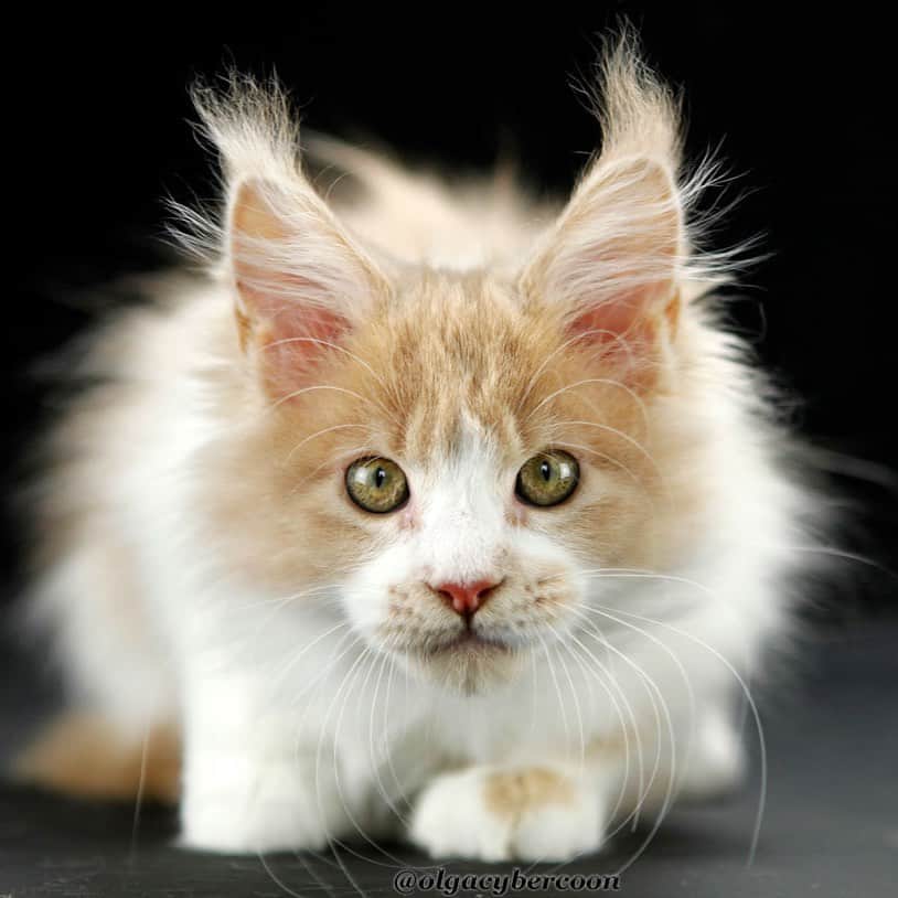 МейнКун MaineCoon Питомникのインスタグラム：「Великолепная ✨Анна Павлова✨❤️🐾😻」