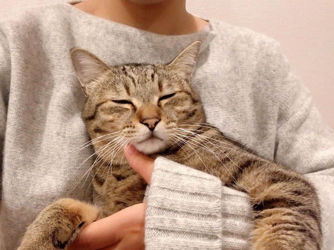 中山美香さんのインスタグラム写真 - (中山美香Instagram)「あったかい😊 . . . #ちゃんた1061日目 #猫 #ねこ #愛猫 #保護猫 #cat #cats #chat #ilovecat #instacat #catlover  #cute #browntabby #catoftheday #mignon #catsofinstagram #catstagram  #love #被災猫 #キジ猫 #キジトラ #猫との暮らし」1月8日 22時15分 - mika5nakayama