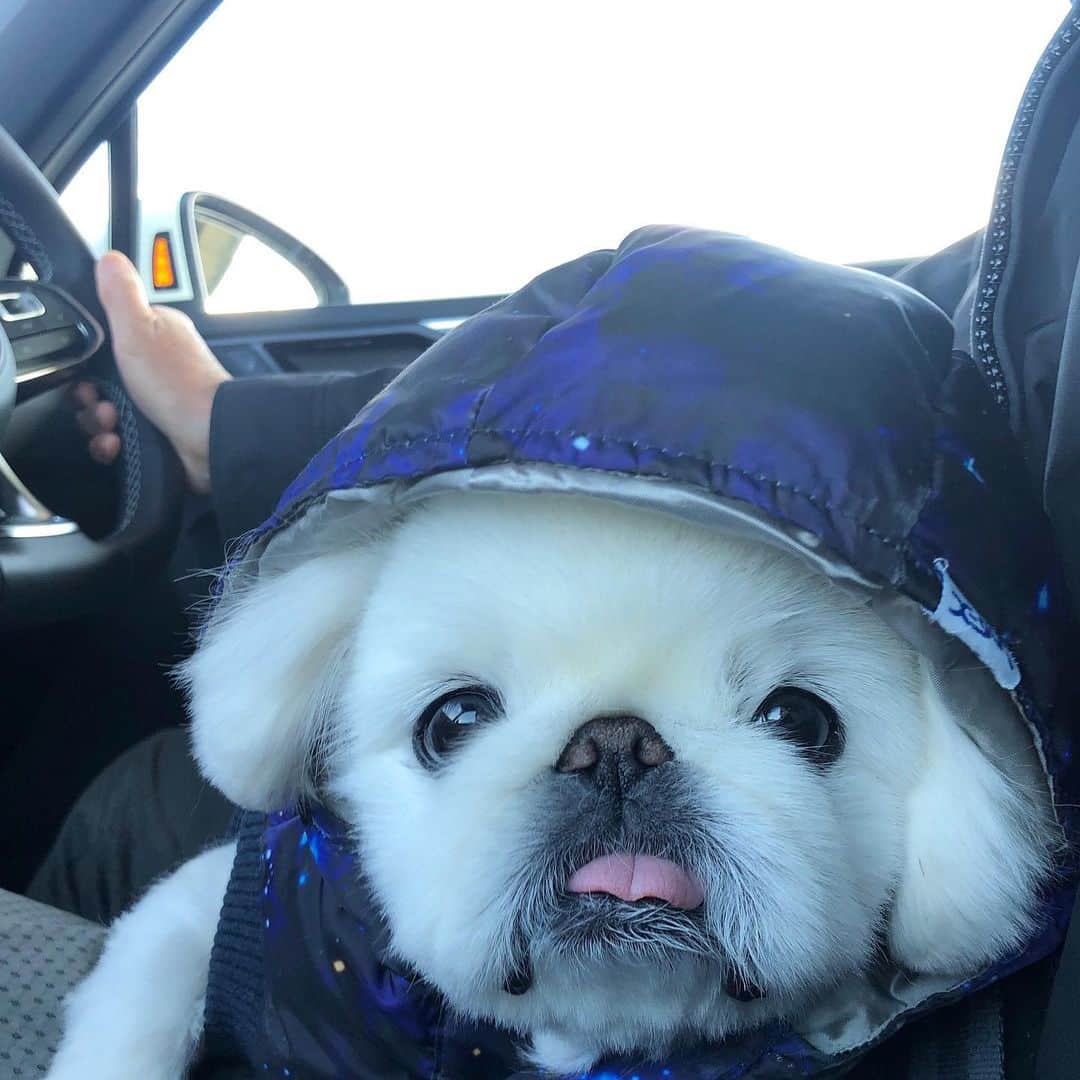 こなつのインスタグラム：「ドライブ仲間募集中🚙💨 🐶🐹🐼🐻👩🏻👨🏻‍🦳👩🏼👨🏻👧🏼💙💙💙」