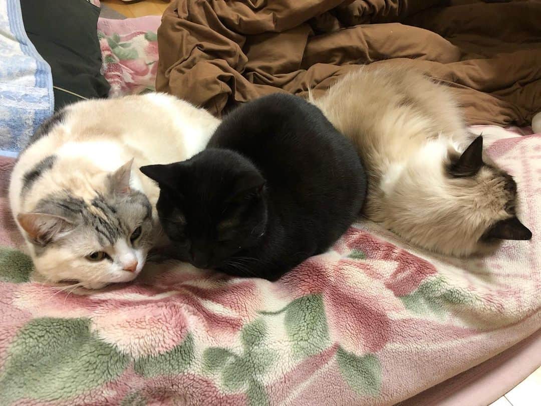 ホタテ＆クラム＆シラスのインスタグラム：「布団を占領されてます #cat #neko #ScottishFold #猫 #ねこ #スコティッシュフォールド #catstagram #instagram #instagramjapan #ig_japan #igersjp #黒猫 #blackcat #ラグドール #ragdoll」