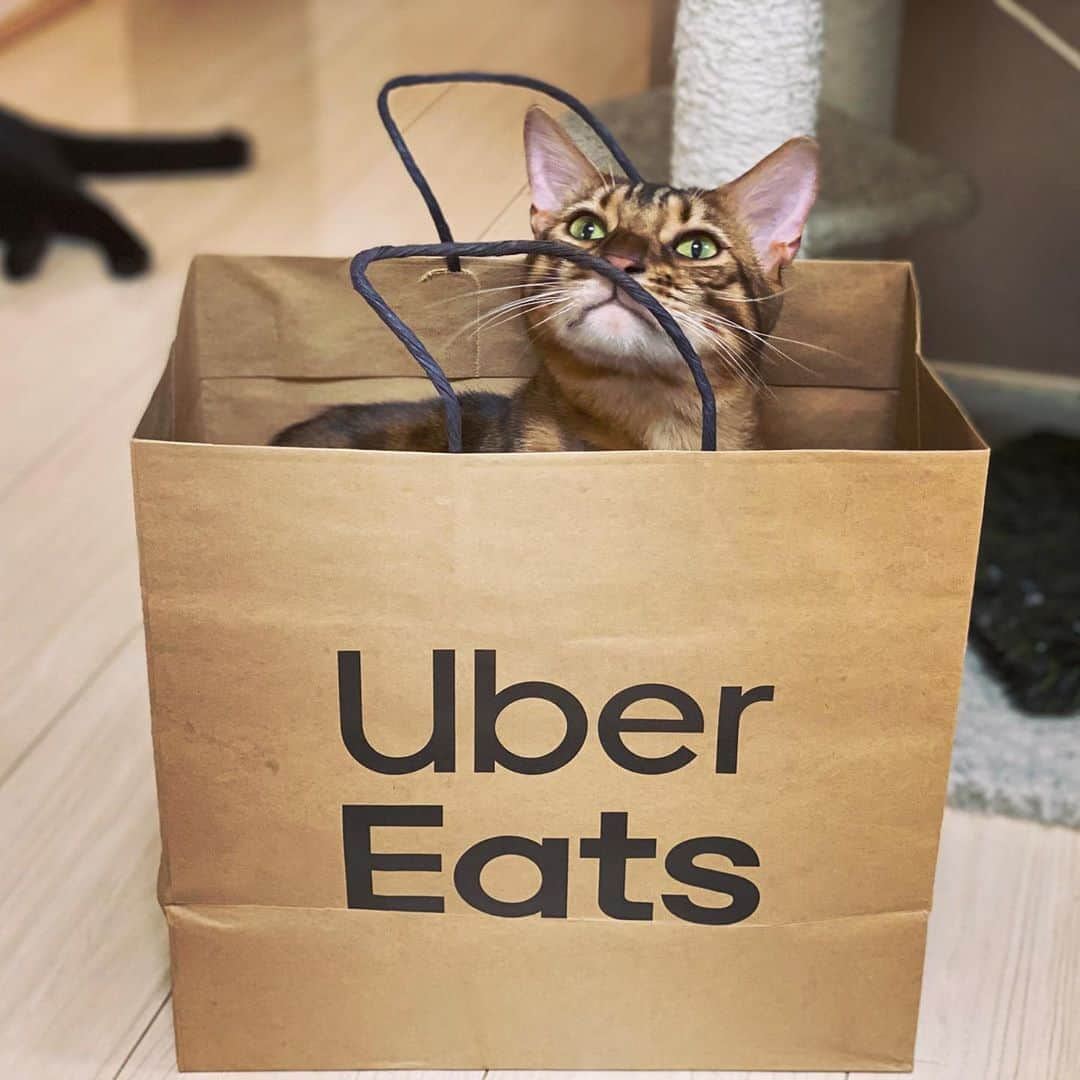 にゃんたまハウスさんのインスタグラム写真 - (にゃんたまハウスInstagram)「テトもUberEatsできるの？🛵🐈 #にゃんたまhouse #ねこ部 #袋猫 #ubereats #デリバリー猫」1月8日 14時29分 - tamaki0916