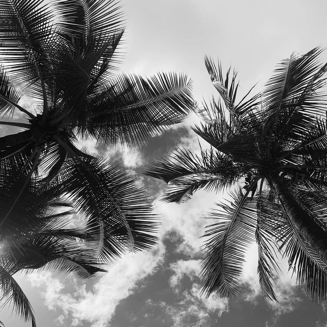 清水沙也佳さんのインスタグラム写真 - (清水沙也佳Instagram)「#hawaii #hawaiistagram #palmtrees #waikiki #beach #しみさや旅 #ハワイ #ワイキキ」1月8日 15時55分 - sayaka__shimizu