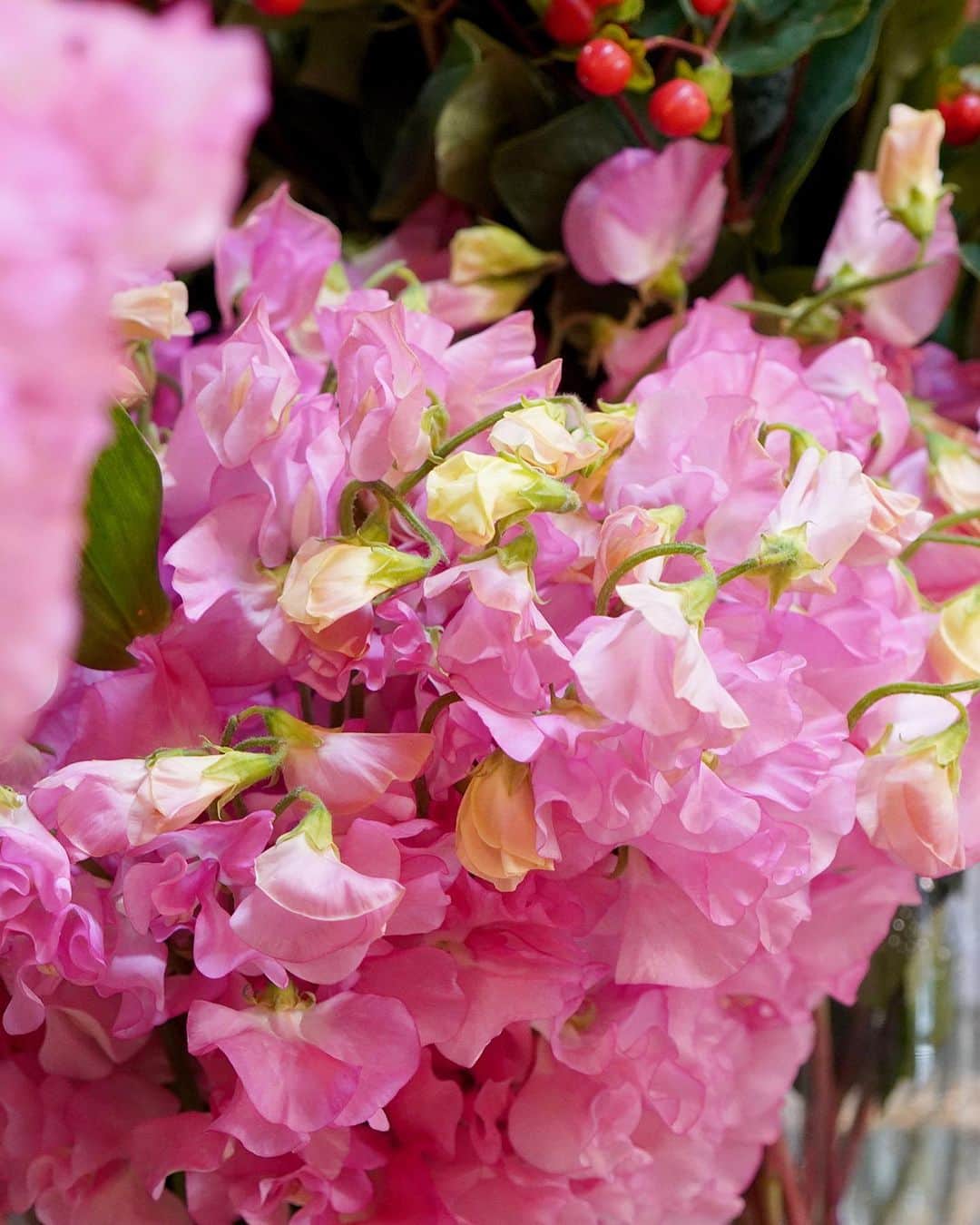 AOYAMA_HANAMOのインスタグラム：「青山店では春を代表する花々が並び始めました。 フリルのついた花びらが可愛らしいスイートピー、見事な大輪のラナンキュラス、ぷっくりとしたチューリップ。 淡いピンクや淡い紫、白、オレンジ色など、色とりどりの花で溢れています。 まだまだ寒い日が続きますが、一足先に春を感じています。 - - - #aoyamahanamo #flowers #flowershop #florist #instaflower #flowergram #flowerstagram #flowerlovers #花 #花屋 #フラワー #ザ花部 #花のある暮らし #花のある生活 #花好きな人と繋がりたい #春の花 #スイートピー #ラナンキュラス #チューリップ #sweetpea #ranunculus #tulip #フラワーギフト #flowergift」