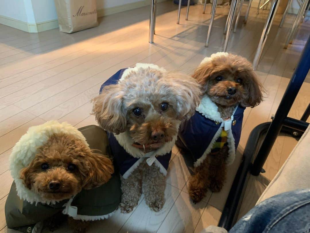武仲麗依のインスタグラム：「とぅんちゃん🐶連れて初旅行😊 新幹線も電車もずーっと寝てて 大人しくて賢かった〜☺️ けろちゃんと季絵さんとご飯に今年は 何回行けるのでしょうか!? ドタキャンする人いるからな〜😂笑 真奈ん家のララココの写真はいっぱいやけど 真奈との写真はないという…🙄笑 静岡に途中下車して 稜平さんとまりこ様の所にお邪魔して サムギョプサムと海鮮をご馳走してもらい 何よりとぅんちゃん🐶がどこに行っても 可愛がって貰えて嬉しかった!!! またとぅんちゃん連れて どこか行きたいな〜❤️」