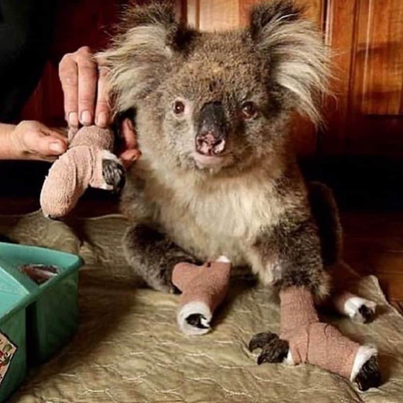 マーロン・テシェイラのインスタグラム：「—- 💔🇦🇺💔 there is no words to describe the pain of all these innocents. 💔🇦🇺💔 #WhatHaveWeDone #devastating 🙏 #Help 🙏 @redcrossau @rspcansw @wireswildliferescue —- 💔🇦🇺💔 Não existe palavras que descreva a dor desses inocentes. Mas até quando a natureza vai continuar pagando o preço da injustiça que raça humana vem fazendo. 💔🇦🇺💔 🙏 #SOS 🙏 @redcrossau @rspcansw @wireswildliferescue —- 🎩...Peace&Light...♻️ —- #PlzDonate #PorFavorAjudem PorUmMundoMelhor #JuntosVenceremos #GoodVibesOnly」