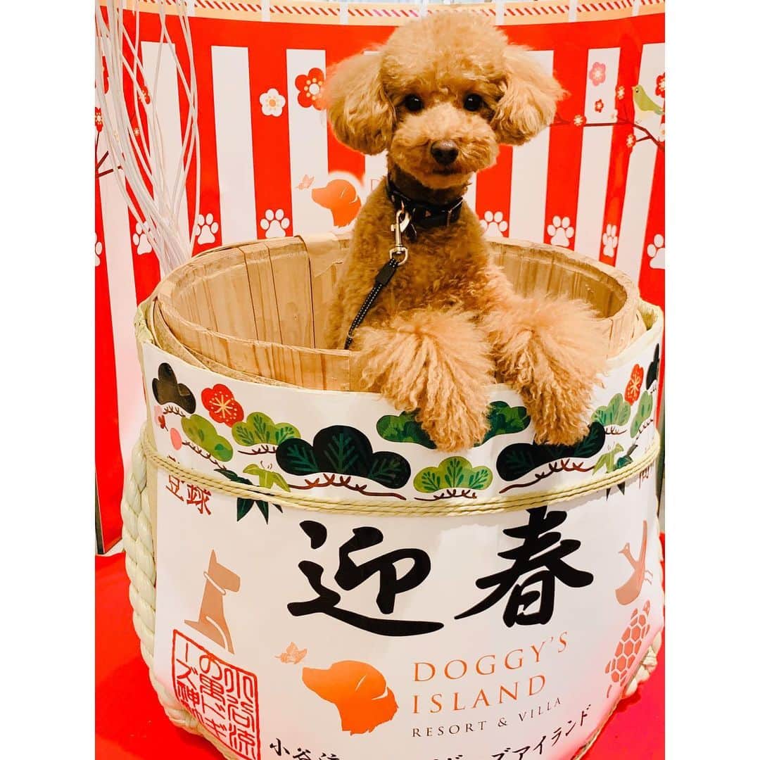 のインスタグラム：「今年やりたい事の１つ。 自分の運転で、 #愛犬とのドライブ旅行 が叶いました‼️ ・ #成田山新勝寺 はペットも同伴でお詣り出来るので、かるた、犬生初の！初詣。しっかり健康をお願いしてきました。 ・ 成田山の名物と言えば鰻！ ・ 参道沿いの近江屋や大野屋旅館はワンコ連れで鰻が食べられる！との情報だったけど一月中はお客さんが多いのでワンコNGとの事。 ・ そこで、新勝寺から程近い　 #名取亭　の個室へ。 畳の個室でも大人しく、良い子にしてくれ一安心😆 あの鰻の香りを目の前で嗅がされてお預けっ、ってかるたにとってはまるで罰ゲームみたいだけど😂😂 ・ ・ さて告知です笑 ・ この後の　#newsevery  特集は　#びっくり名物の繁盛店 食リポしてます😆」
