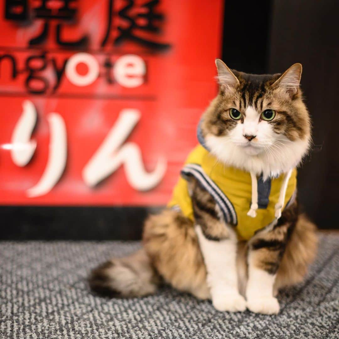 のインスタグラム：「かわいくて賢い看板ねこも待っています🐈﻿ ﻿ 加水も加熱も一切しない、自家源泉掛け流しの日帰り湯〈日光小倉山温泉 春曉庭ゆりん〉♨️内風呂には10種以上のシャンプー類を備え付け。深夜まで営業しているのも嬉しい！併設のダイニングバーで湯あがりの一杯も楽しめます。﻿ ﻿ 【Hanako_神社とお寺特集】﻿ #Hanako #Hanako_magazine #初詣 #お正月 #元旦 #神社 #寺 #椿大神社 #瀧尾神社 #湯泉神社 #縁結び#開運 #祈願 #パワースポット #お守り #おみくじ #温泉旅行 #日光旅行 #神社巡り#御朱印 #日帰り旅 #旅行 #女子旅 #タビジョ #temple #2020年 #子年 #春曉庭ゆりん #ふわもこ部 #photoby_MichiMurakami」