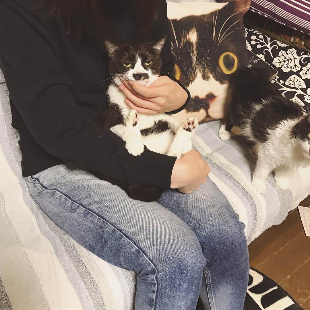 もじゃころのインスタグラム：「ペッペはほんとにいい顔するなぁ😂😂😂 うれしくて仕方ない感出すぎてる😂💕💕 すきだよ🥰  #気持ちが顔に出すぎるタイプ  #チョッチュ具志コロペッペ  #あいちゃんの膝の上  #水曜日の悪夢」