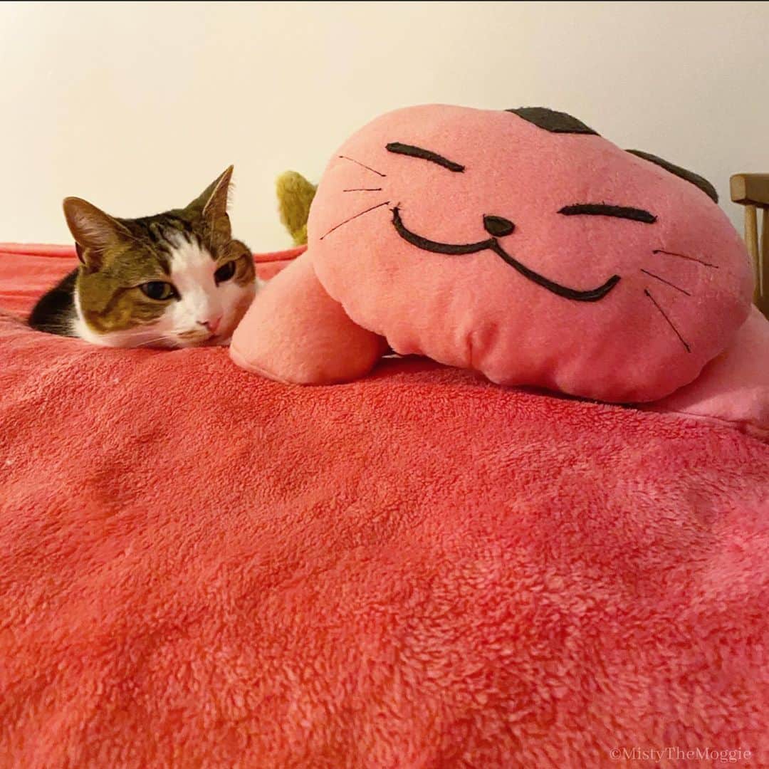 Misty The Moggieのインスタグラム：「Just snoozing with my pink friend... 🐱🐱」