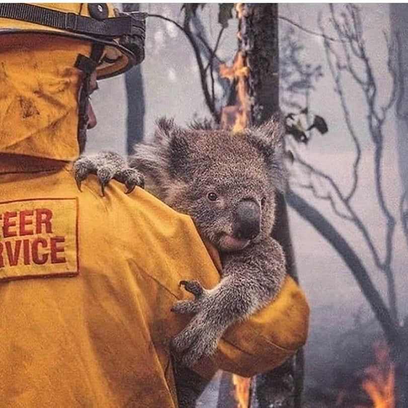稀鳥まりやさんのインスタグラム写真 - (稀鳥まりやInstagram)「・ ・ もう既にご存知の方も沢山いらっしゃると思います。  昨年の秋からオーストラリアでは森林火災が続いています。とても深刻な被害が出ていて5億匹の動物が亡くなってしまいました。この森林火災はまだ後2,3か月続くと言われています。 SNSでも沢山の方が発信されていますが、日本ではあまり報道されていないみたいですね😞 少しでも多くの方に知って頂きたいと思い、シェアさせて頂きました。 ニュースを見る度悲しくて胸が締め付けられます。  ドネーションしたい方も沢山いらっしゃると思うのでシェアさせて頂きます。 @nswrfs  @redcrossau  @wireswildliferescue ・  私も今自分にできる事をします。 #bushfiresaustralia  #prayforaustralia #prayforrain」1月8日 20時40分 - mariya_kitori