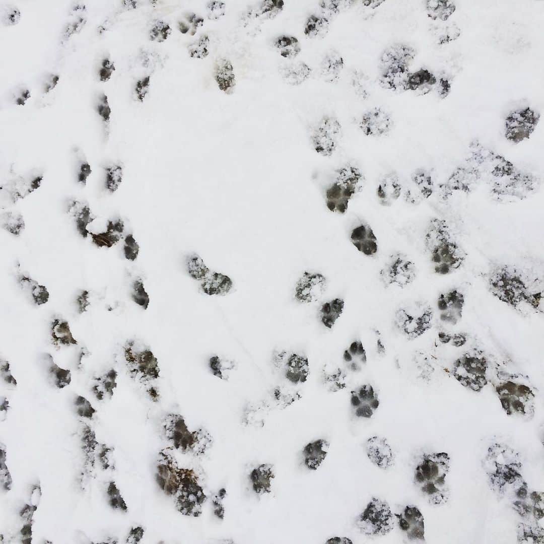 郡島陽子さんのインスタグラム写真 - (郡島陽子Instagram)「大好きなイノセントエイジ😍音楽合宿の聖地🏔🐕 また来れて幸せです。 #上野クリニック #イノセントエイジ #曲作り #赤 #犬」1月8日 20時45分 - gungunrobo