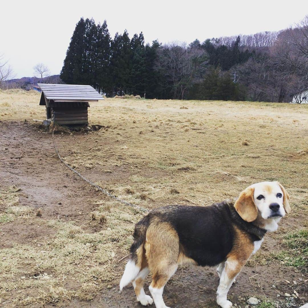 郡島陽子のインスタグラム：「大好きなイノセントエイジ😍音楽合宿の聖地🏔🐕 また来れて幸せです。 #上野クリニック #イノセントエイジ #曲作り #赤 #犬」