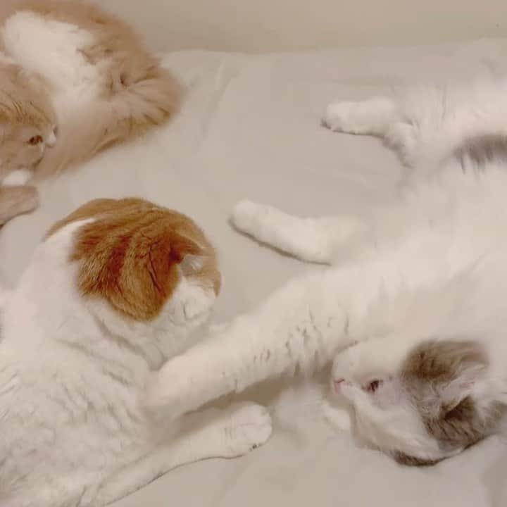 のんたのインスタグラム：「「こっち、こっちー」 のんちゃんとくっついて寝たいけど 睡魔に負けて寝落ちするぱんちゃん🤣 とんでもなくかわいい瞬間でした💕 ・ #scottishfold #catstagram_japan #catsofinstagram #cats_of_instagram#catoftheday #ilovemycat #bestmeow #catlover #cutecat #kittensofinstagram #brotherandsister#myangel#cute #スコティッシュフォールド」