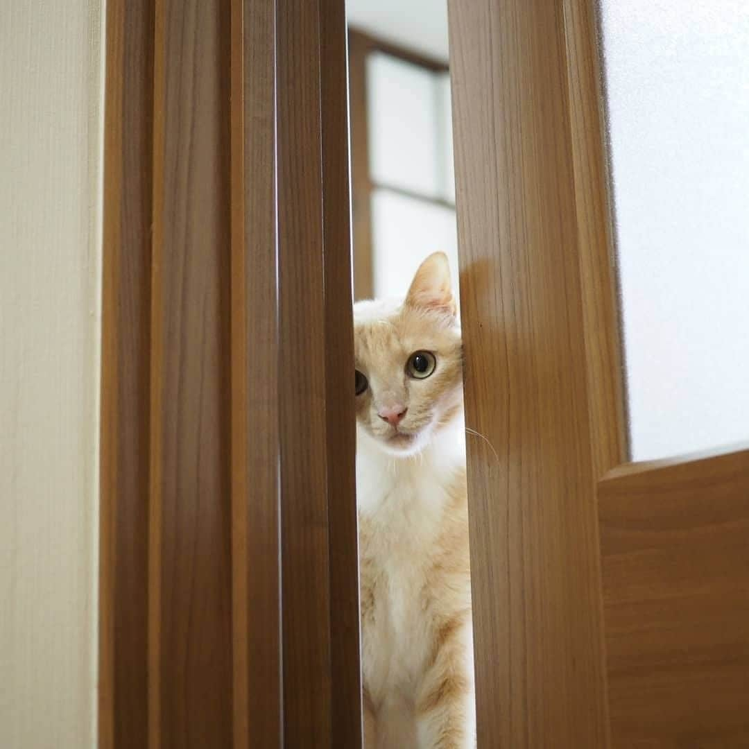 PECOねこ部さんのインスタグラム写真 - (PECOねこ部Instagram)「. 「はなちゃんは見た！👀✨」 #まるで家政婦さんのように #ドアの隙間からチラッと覗く #はなちゃん🐈 #飼い主さんが荷物を #開けているところを #見てたみたい😂 #最後の写真は #一体どうなっているのかな？😳 #regram：@loveko.hana  素敵な写真を投稿してくださったのは… @loveko.hana さん 他にも素敵なお写真がたくさんあるので、ぜひ遊びに行ってみてください！  #ペコねこ部 をつけて投稿すると… PECOで楽しくご紹介させていただきます👀  #ねこ #猫 #ネコ #ねこ部 #にゃんこ #かわいい #cat #cats #catsofinstagram #cats_of_instagram #catstagram #kawaii #meow #catlover #茶トラ白 #MIX #家政婦 #見ちゃった #cutecat #catgag」1月8日 21時00分 - pecocats