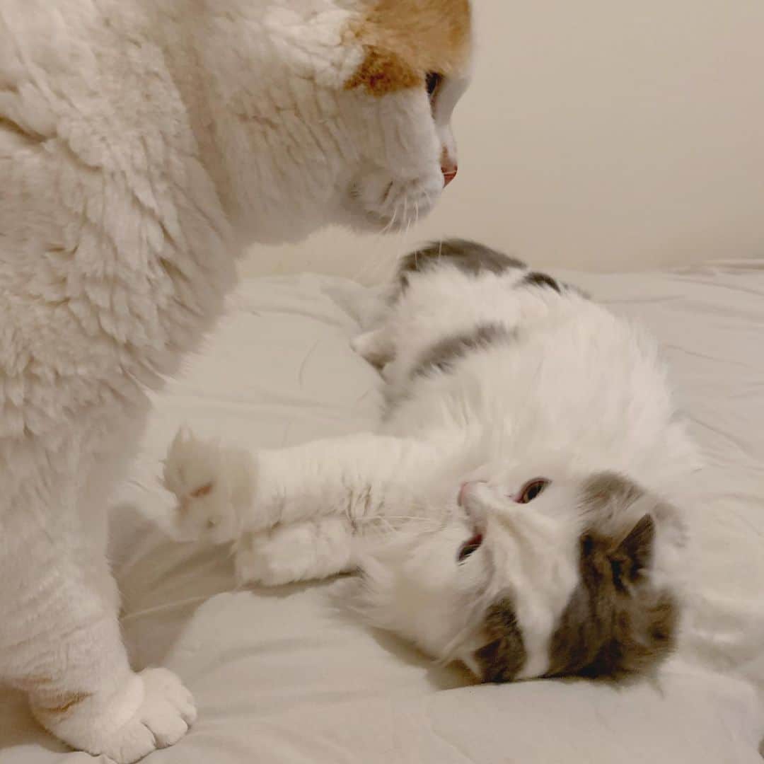 のんたのインスタグラム：「のんちゃんはしつこくされると逃げちゃうけど 今日はめずらしく3にゃん揃ってお昼寝しました😴 みんなかわいかった❤️🧡💛 ・ #scottishfold #catstagram_japan #catsofinstagram #cats_of_instagram#catoftheday #ilovemycat #bestmeow #catlover #cutecat #kittensofinstagram #cute #スコティッシュフォールド」