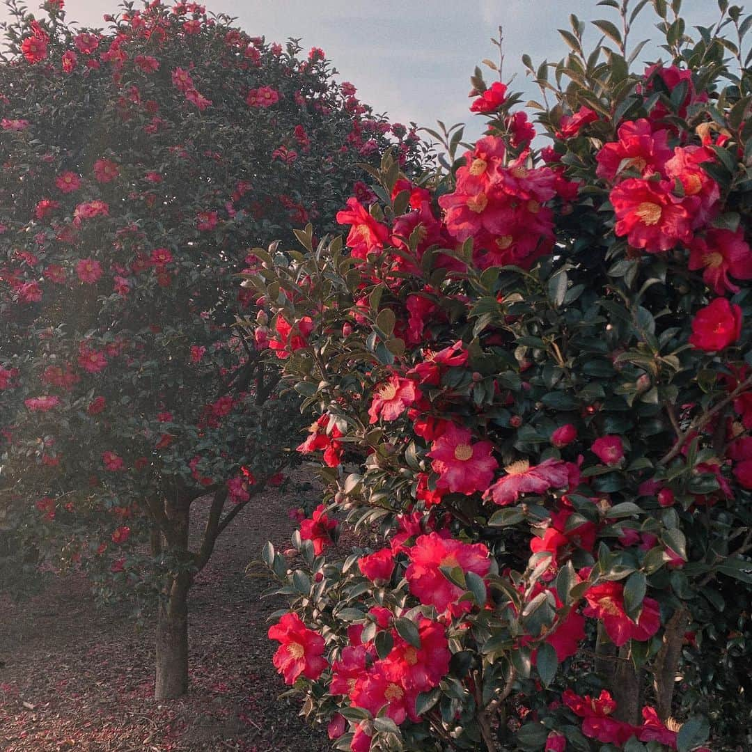 ユンジュさんのインスタグラム写真 - (ユンジュInstagram)「버킷리스트 중에 하나였던 제주에서 동백꽃 보기 🌺❤️❤️ #도화xjeju #데일리룩」1月8日 21時29分 - __pink_tape