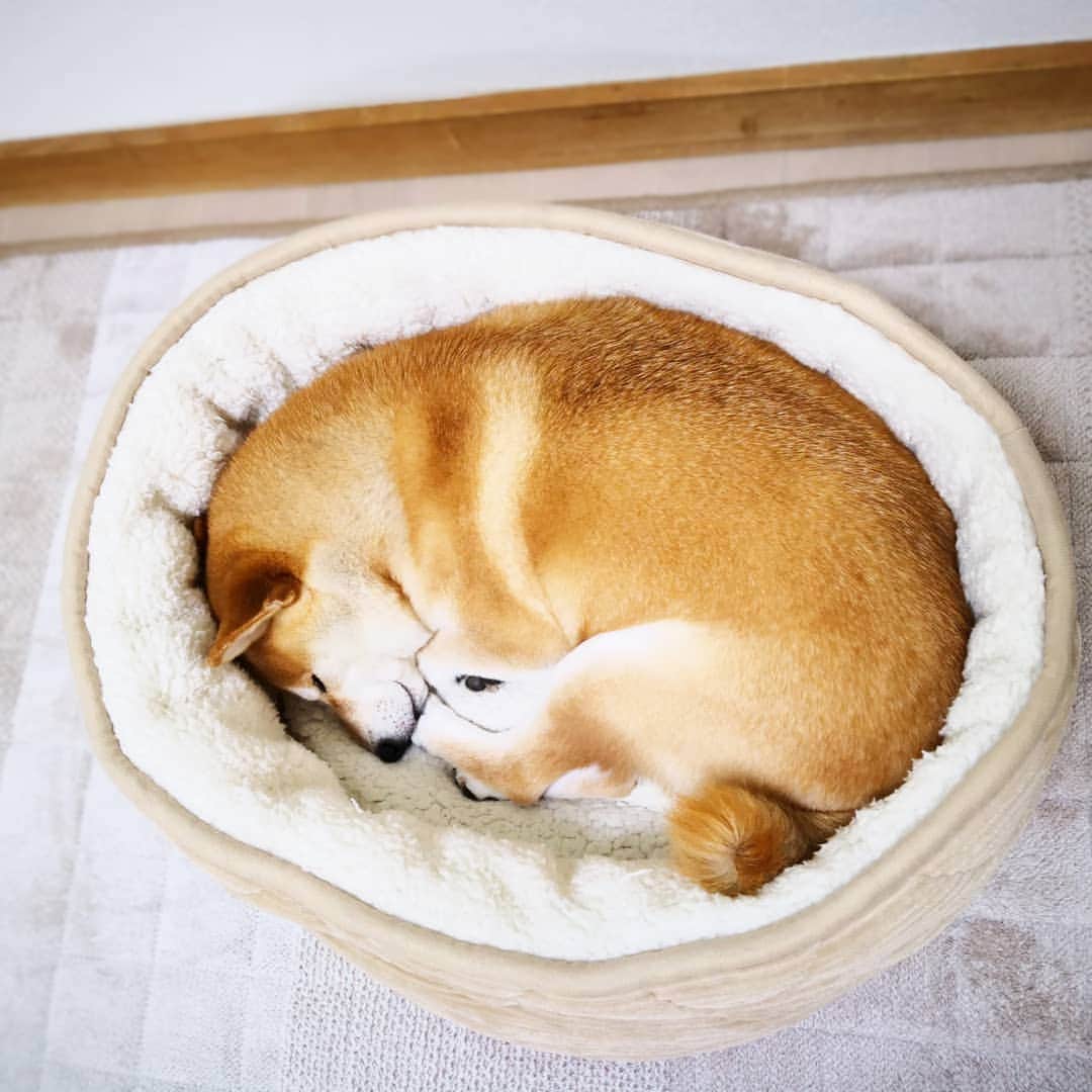 ちゃみさんのインスタグラム写真 - (ちゃみInstagram)「. 😌💤 お気に入りの場所😊 ニトリのベッドはチャーミーお気に入りの寝床☺ お鼻を隠して寝てたり、ちょっと舌出してねてたり❣️ 最近の寝姿写真📷✨ . #ペットリハウス #柴犬#しばいぬ#犬#pecoいぬ部#いぬのきもち#ニトリ #shiba#shibainu#dog#weeklyfluff#adorable」1月8日 21時32分 - shiba_charmy