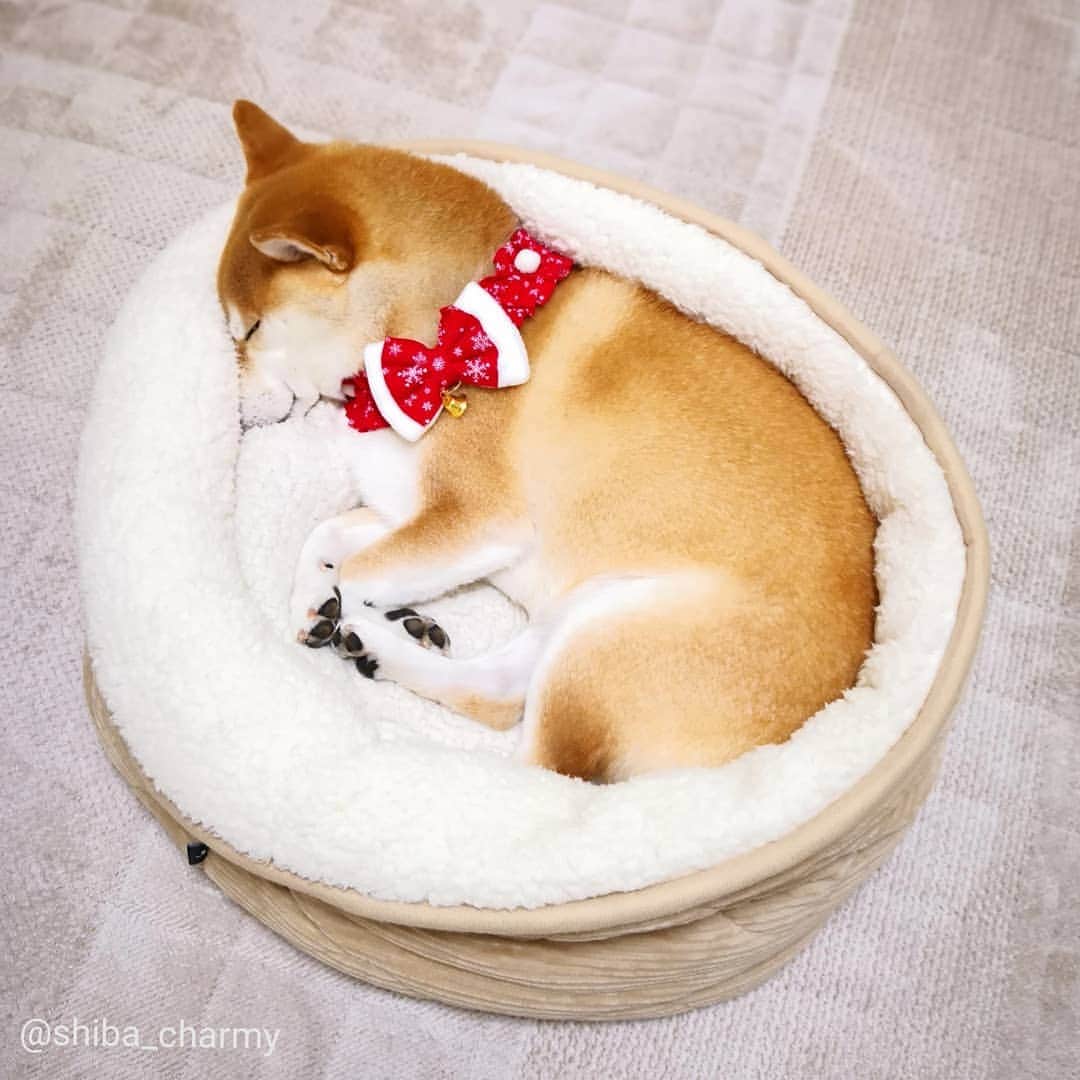 ちゃみさんのインスタグラム写真 - (ちゃみInstagram)「. 😌💤 お気に入りの場所😊 ニトリのベッドはチャーミーお気に入りの寝床☺ お鼻を隠して寝てたり、ちょっと舌出してねてたり❣️ 最近の寝姿写真📷✨ . #ペットリハウス #柴犬#しばいぬ#犬#pecoいぬ部#いぬのきもち#ニトリ #shiba#shibainu#dog#weeklyfluff#adorable」1月8日 21時32分 - shiba_charmy