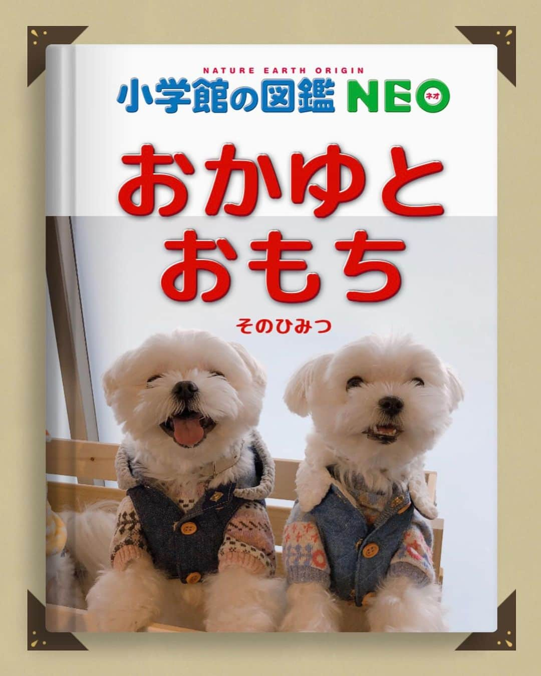 おかゆ & おもちさんのインスタグラム写真 - (おかゆ & おもちInstagram)「...🐶🎵🐶..・.📚 . . 流行ってる #小学館の図鑑neo #小学館の図鑑neoメーカー をやってみたよ〜〜🙋🏻‍♀️💕こんな本、ホントに #あったらいいな 🥰 . 今、ひみつ本いっぱい出てるね❣️ おかゆとおもちの㊙️本も、よかったらどうぞ🤗袋綴じ付いてるかもよ〜〜🙈✨あっ💦小学館さんやった😆 . . . ❤︎ .  #maltese #malteseofinstagram #malteselovers #happydog #dogsmile #doglove #doglover #doglife #dogsofinstagram #dogstagram #instadog #lovedogs #ilovemydog #cutedog #dogoftheday #멍스타그램 . #okayusan #マルチーズ #エブリドッグ #犬バカ部 #癒しわんこ #わんこ #愛犬 #大好き #pecoいぬ部 #いぬすた #わんこは家族」1月8日 21時49分 - okayuchan0421