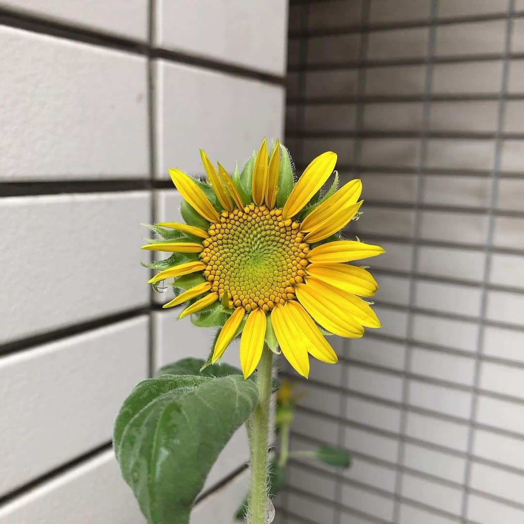 山本まさみさんのインスタグラム写真 - (山本まさみInstagram)「・ ひまわり大作戦 in まさみんち🌻  私は今年で3回目の参加です。 一夏みんなのひまわりで繋がろうって企画！  街でひまわりが咲いてると、 あれ？！サラダファミリーかな？？って思ったり、何気ない日常がすこーし楽しくなったり☺️ 今年は台風や強風で、うちのひまわりちゃんが折れたりしたけど、生命力ってすごい！！！ ちゃんとひまわりを咲かせたんだから☺️ 頑張ってる姿をみると、 私も頑張ろうって思えるひまわり大作戦！  #bayfm #musicsalad #ひまわりさらだ」1月8日 23時54分 - masami_macho