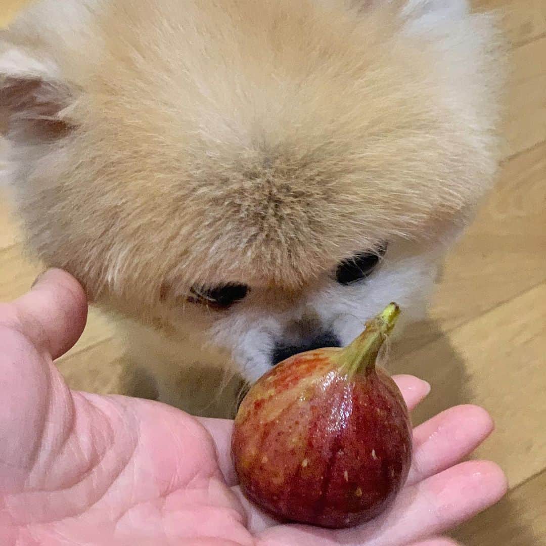 Ella Chuffyのインスタグラム：「🤍🧡🤍🧡 #Fruit of the day #fig 🍐🍓🍒 . . . . . . . . . #ellachuffy #pet #petstagram #pomeranianpage #pomeraniansofinstagram #teacuppoms #cutedogs #pomeranian_lovers #pomeranianlife #pomeranianworld #teddybeardog #pomeranian #puppylove #aplacetolovedogs #dogoftheday #justpomeranians #fluffypack #dogoftheday #anmlsposts #thedailypompom #picoftheday #iflmdog #犬 #狗 #everydaydoglover  #pomeranianww #justpomeranians #bridgetdoodlesdogs #pomeranian_moments」