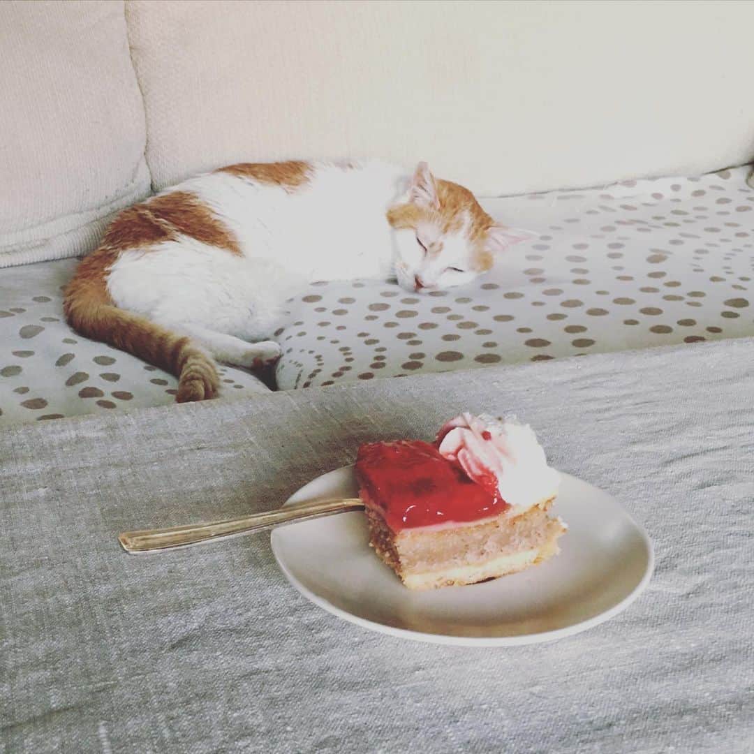 のインスタグラム：「今日のヒトコマ。お八つのストロベリーケーキとイオちゃん。  母はすこし心配している。イオの愛想の良さは、イオの前職（某バーでのお客の相手猫）のなごりなんじゃないかと。さらに心配するのは、うちへくる客人に愛想よくしないと、また捨てられてしまうと思ってはいやしまいかと。  たぶん、私の心配しすぎだとは思う。元来この子の性格が人懐っこいだけだと思いたい。仕事じゃないし、たとえお客さんにプイしても、私が捨てるなんてことは天地がひっくり返ってもありえないって知って欲しくて、今日もイオの耳元で囁く。  プイしてもいいんだよ。 もっとわがままでもいいんだよ、と。  キミは動くファンシーなおもちゃじゃ、決してない。  明日もイオが幸せでありますように。  #猫沢イオ」