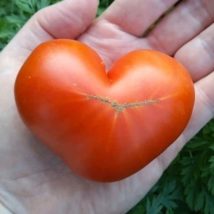 uglyfruitandvegさんのインスタグラム写真 - (uglyfruitandvegInstagram)「More love (and tomatoes), 🍅❤️ less hate (and food-like substances). Pic by @comidainvisivel」1月9日 1時59分 - uglyfruitandveg