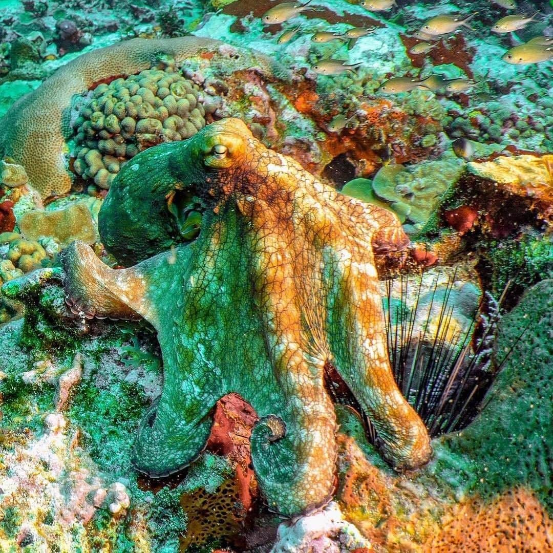 National Geographic Travelさんのインスタグラム写真 - (National Geographic TravelInstagram)「Photo by Cristina Mittermeier @Mitty | I swam right over this little octopus lounging in a coral reef off the coast of St. Lucia, an island in the Caribbean. I would have missed it completely had I not spotted the slightest movement of a tentacle. In competitions for camouflage or getting out of tight places, the octopus would take home the gold every time. Widely known for their intelligence and their curiosity, octopuses use tools like coconuts to hide from predators. They can squeeze into small spaces and change colors to blend into their surroundings using special skin cells called chromatophores. The Caribbean reef octopus, pictured here, is found in warm waters around coral reefs and grassy and rocky seabeds.  Follow me @Mitty for more images that showcase the otherworldly beauty of healthy coral reefs, and the incredible variety of life that they help support. #Octopus #ScienceIsCool #UnderwaterPhotography #TurningTheTide #Conservation」1月9日 2時06分 - natgeotravel